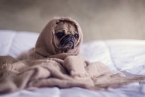 Image of a pug sitting on a bed with a blanket wrapped around him for an article about how your pets make you look younger