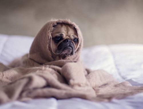 How Pets Make You Younger