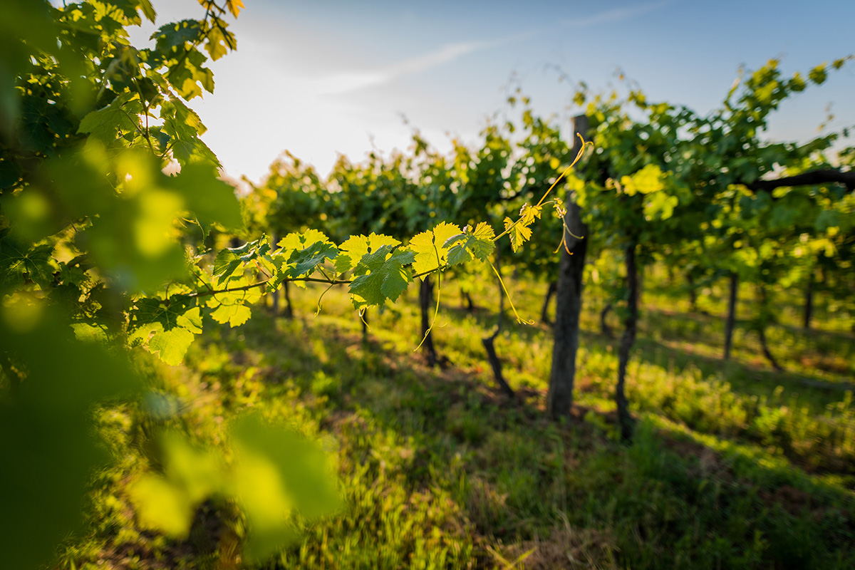 An image of grapevines at a vineyard.