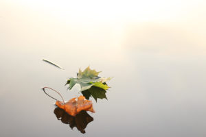 A tranquil image of two leafs on a still lake.