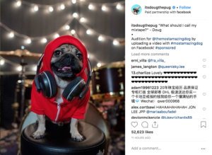 screen shot of it's doug the pug instagram page