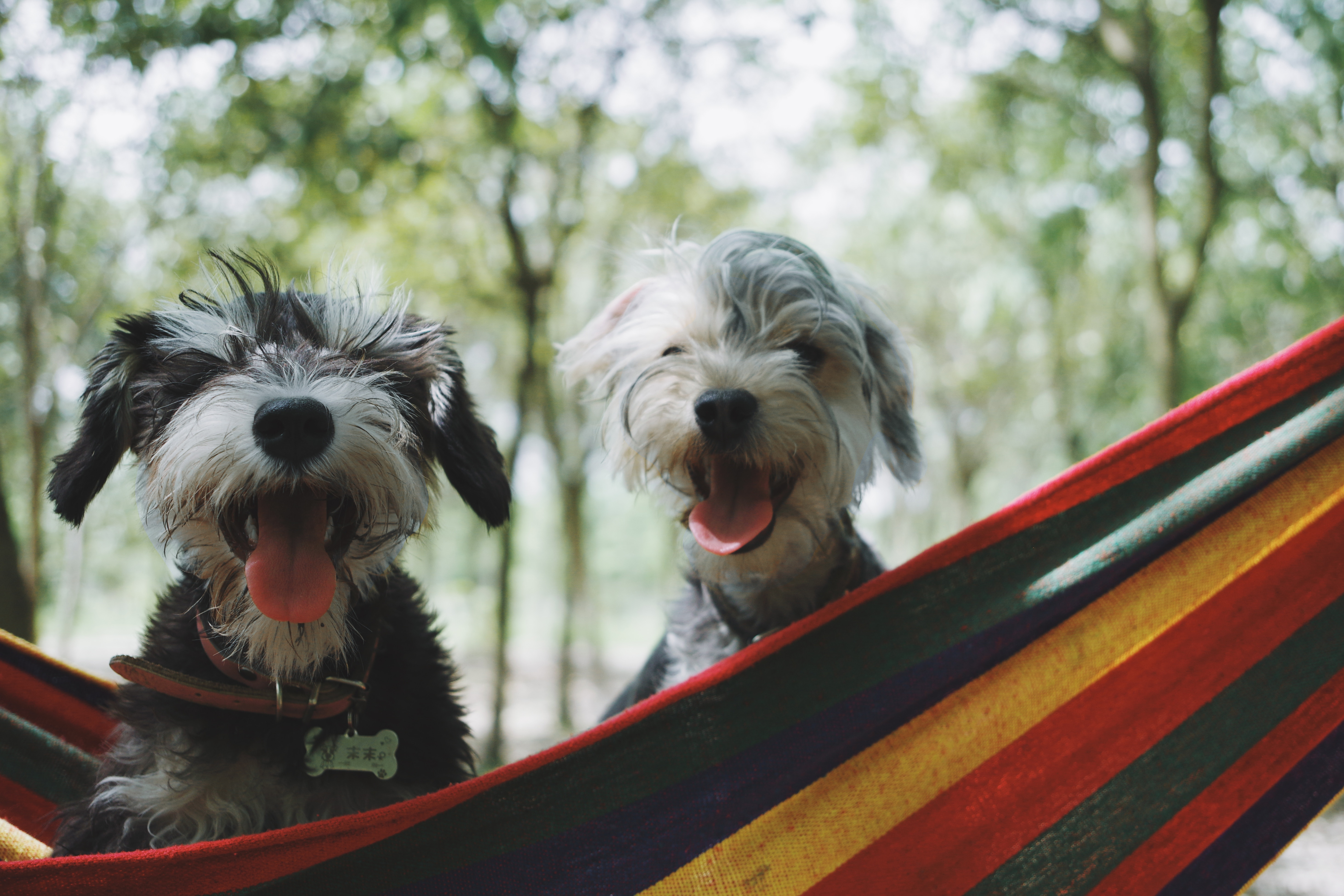 two scruffy dogs sat in a hammock with their tongues out