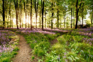 Bluebell woods with birds flocking through the trees duing early morning sunrise. Magical forest with paths leading through the beautiful flowers in spring time.