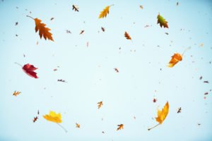 autumn leaves floating in the wind with blue sky behind them