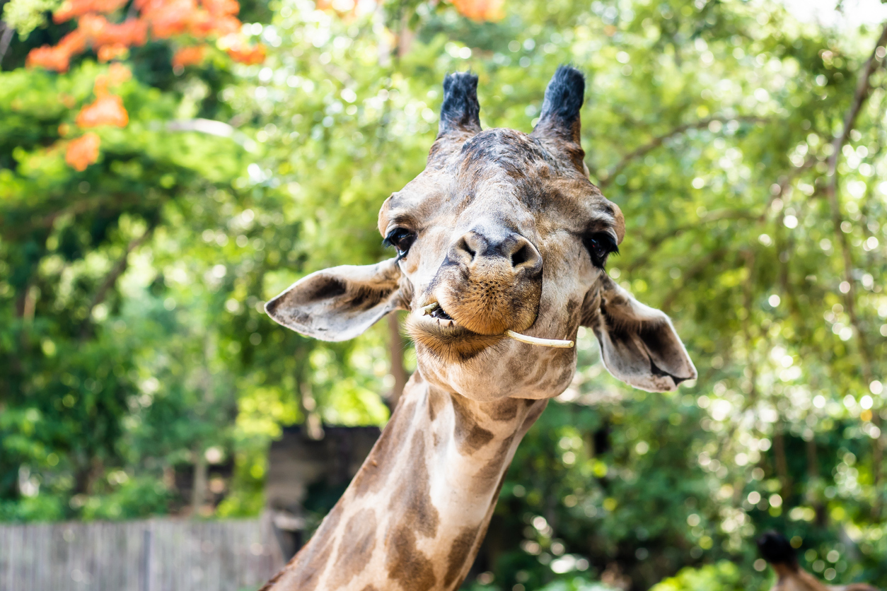 Giraffe. Making a funny face as he chews. The concept of animals in the zoo  - Rejuvage
