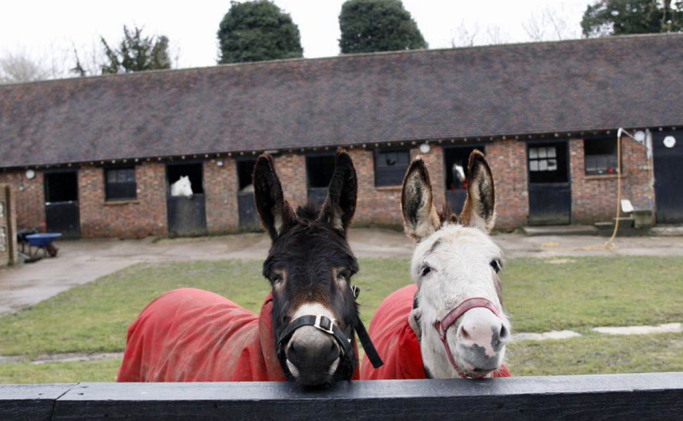 twix and toast the office donkeys